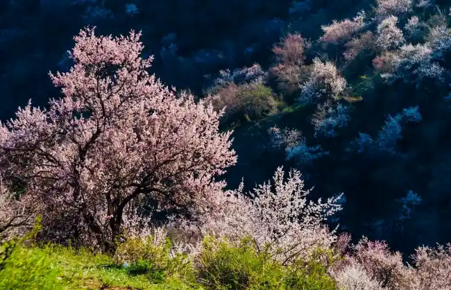 Daxigou Apricot Blossoms