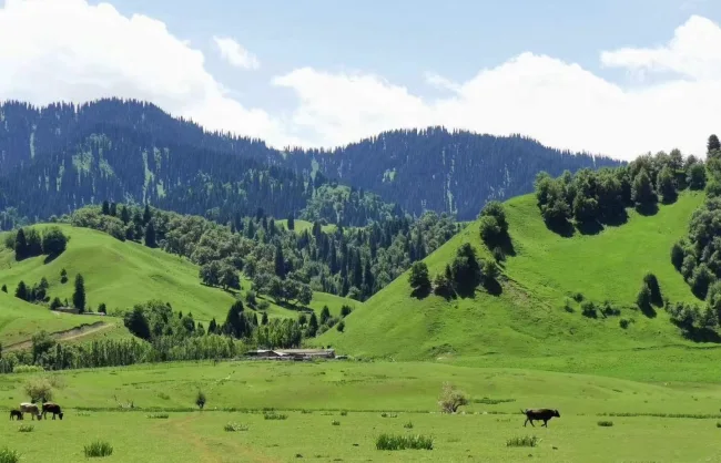 Xinjiang Kalajun Grassland