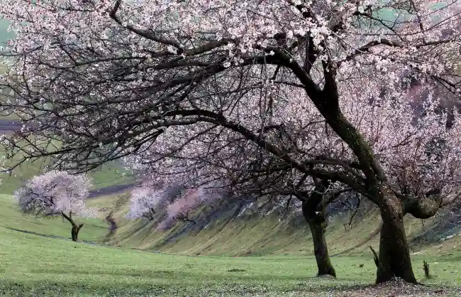 Xinjiang Tuergen Apricot Valley - China Xian Tour: Private & Tailor-Made China Tours Xinjiang Tuergen Apricot Valley