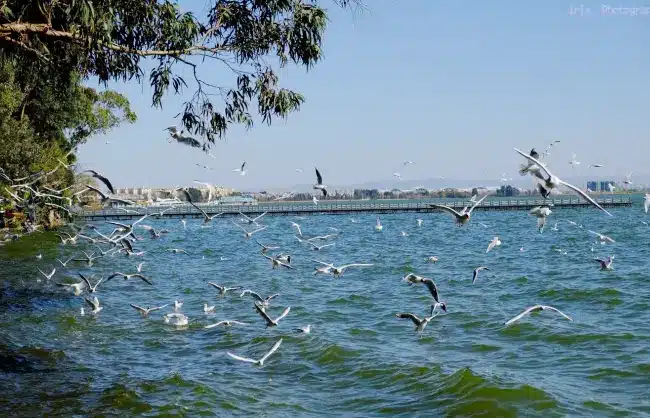 Yunnan Kunming Lake