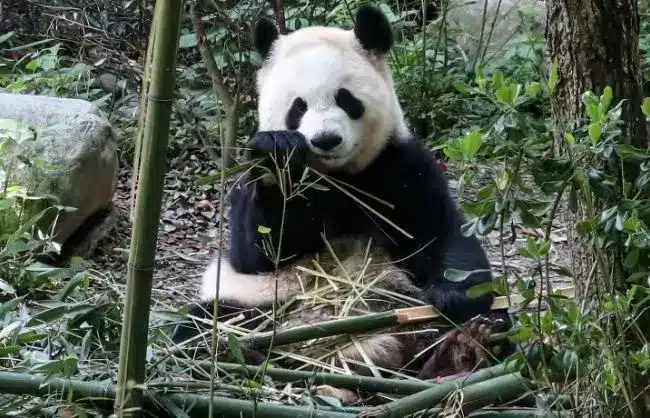 chengdu Research Base of Giant Panda Breeding