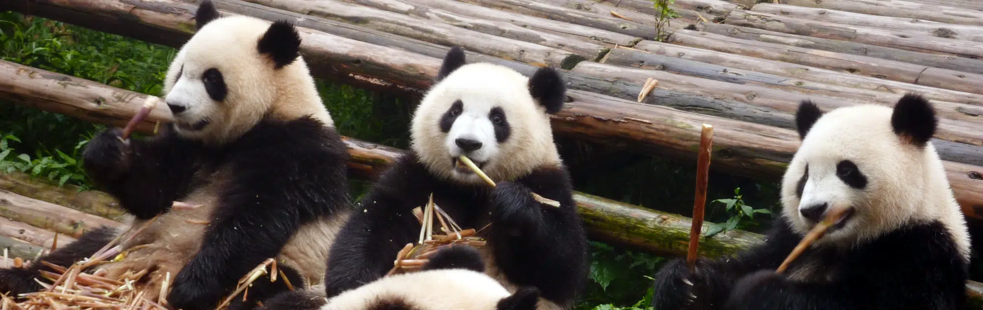 Giant pandas in China