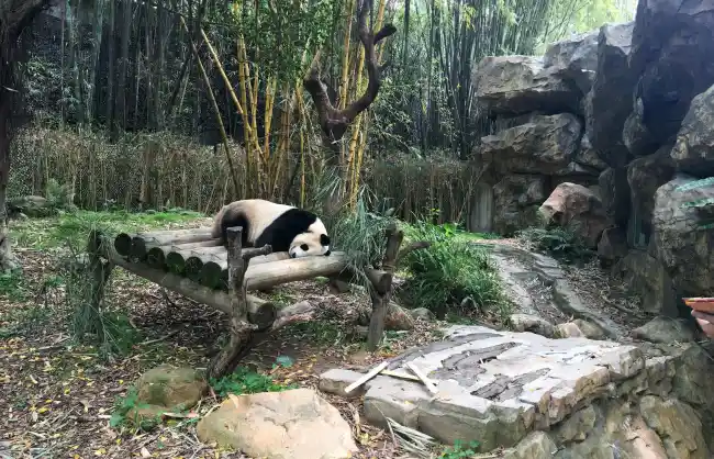 Chimelong Safari Park Panda