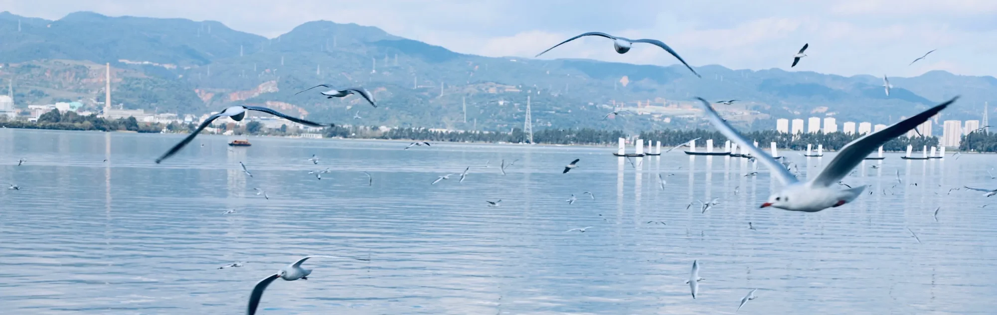 Yunnan Dianchi Lake head