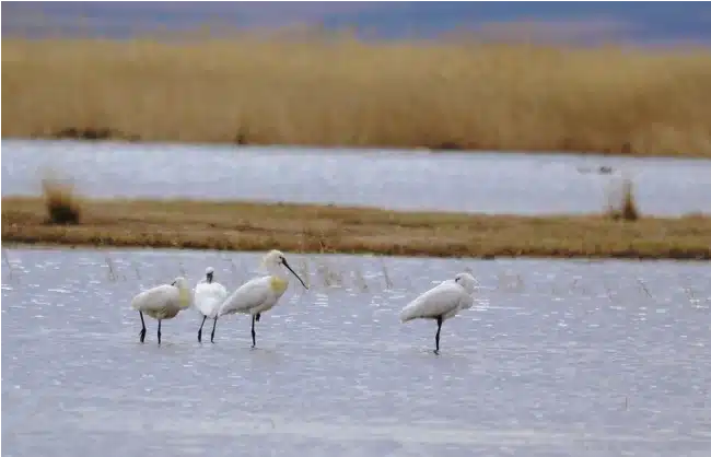 Ergun Wetland Birds - China Xian Tour: Private & Tailor-Made China Tours Ergun Wetland Birds