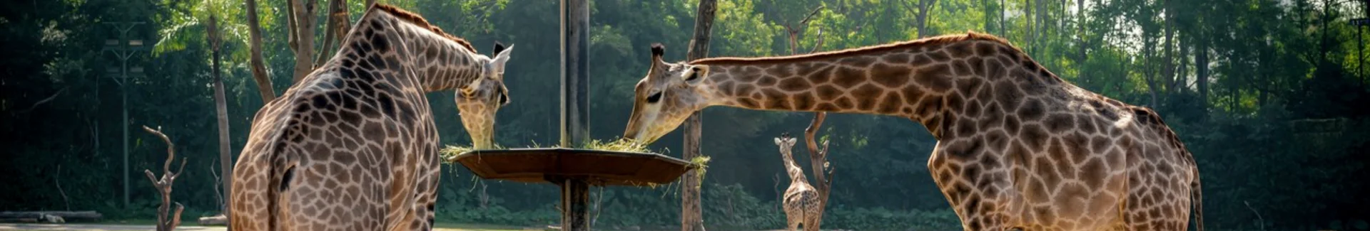 Guangzhou Chimelong Safari Park head
