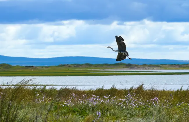 Hulun Lake Bird - China Xian Tour: Private & Tailor-Made China Tours Hulun Lake Bird