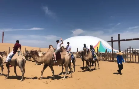 Inner Mongolia Kubuqi Desert Camel Ride