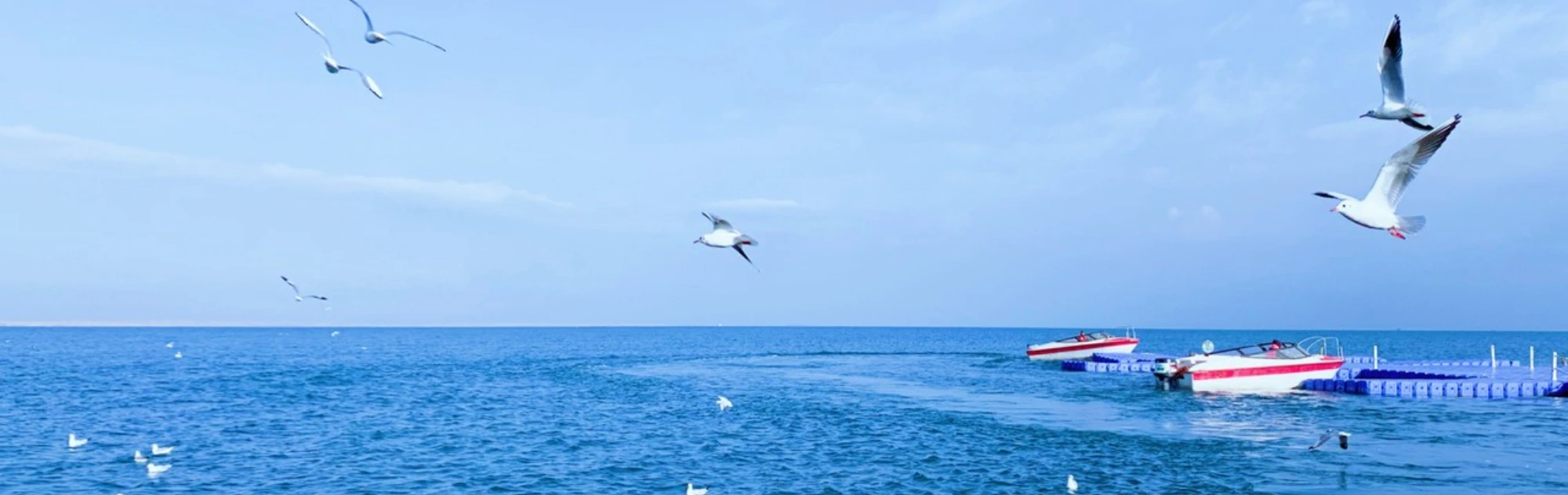 Qinghai Lake head
