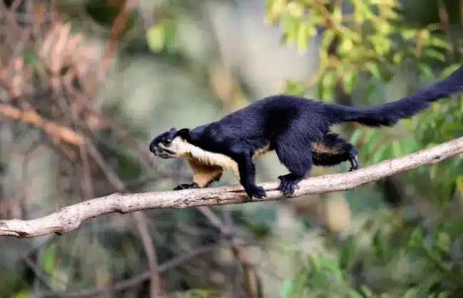 Wangtianshu Squirrels - China Xian Tour: Private & Tailor-Made China Tours Xishuangbanna Wangtianshu Scenic Area