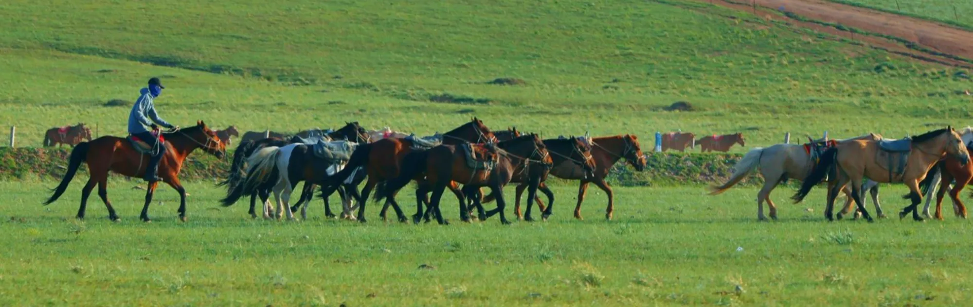 Inner Mongolia Xialamuren Grassland head