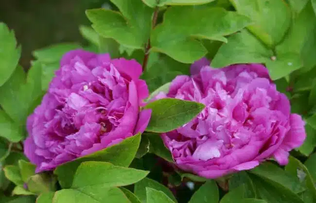 Xiamen Botanical Garden Peony - China Xian Tour: Private & Tailor-Made China Tours Xiamen Botanical Garden Peony