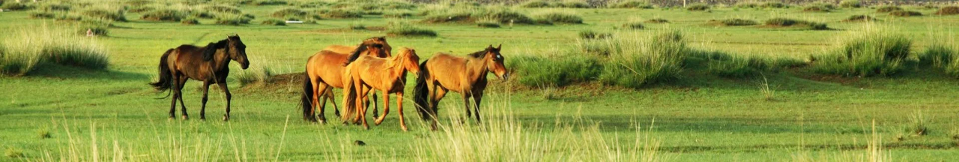 Inner Mongolia Xilamuren Grassland head