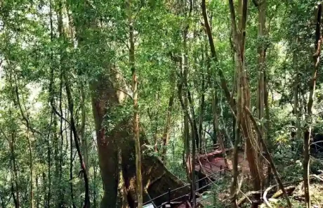 Xishuangbanna Tropical Botanical Garden - China Xian Tour: Private & Tailor-Made China Tours Xishuangbanna Tropical Botanical Garden