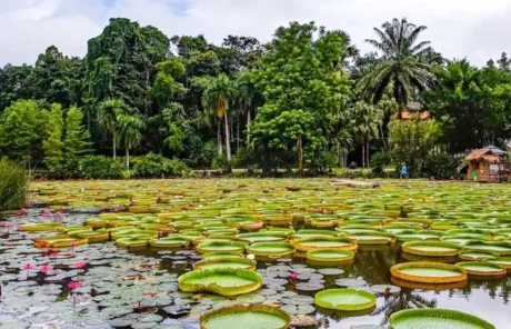 Xishuangbanna Tropical Botanical Garden head - China Xian Tour: Private & Tailor-Made China Tours Xishuangbanna Tropical Botanical Garden head