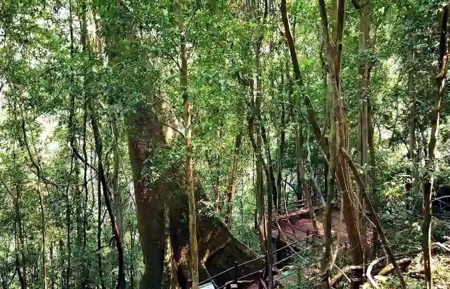 Xishuangbanna Tropical Botanical Garden