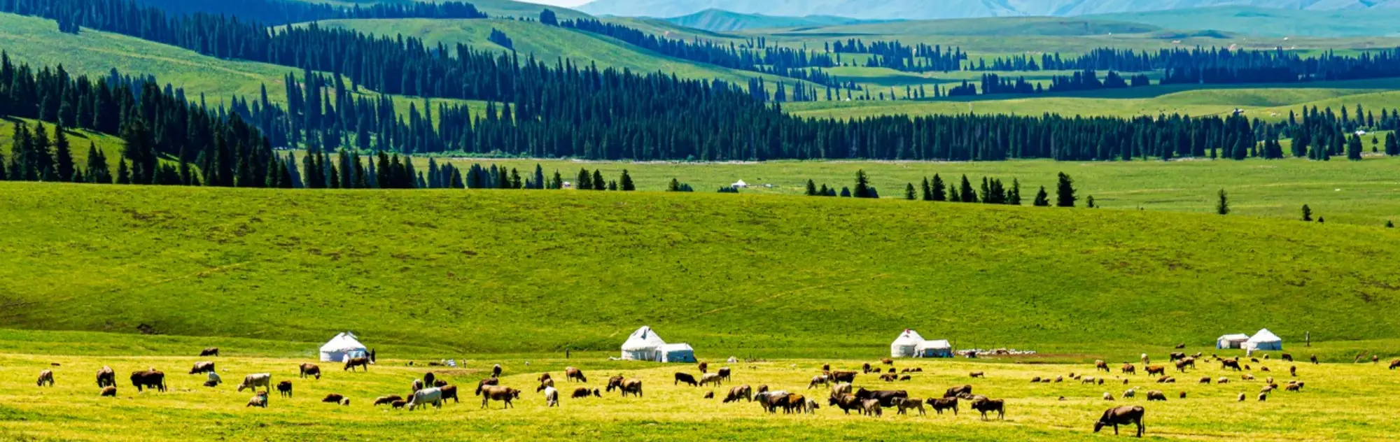 Yili Prairie head