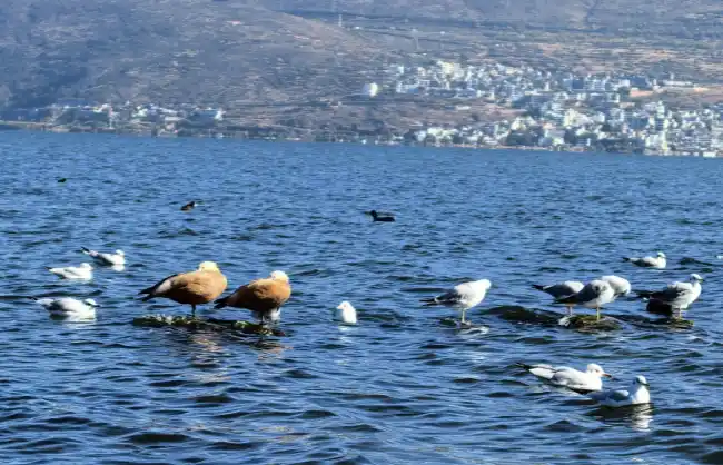 bird-watching-at-dianchi-lake | China Xian Tour: Private & Tailor-Made China Tours Bird Watching at Dianchi Lake