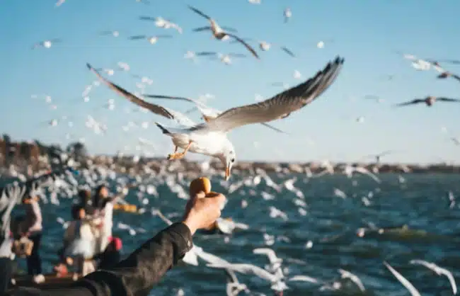 bird watching at dianchi lake - China Xian Tour: Private & Tailor-Made China Tours Bird Watching at Dianchi Lake
