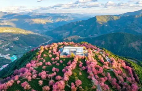 cherry-blossoms-in-dali | China Xian Tour: Private & Tailor-Made China Tours Cherry blossoms in Dali