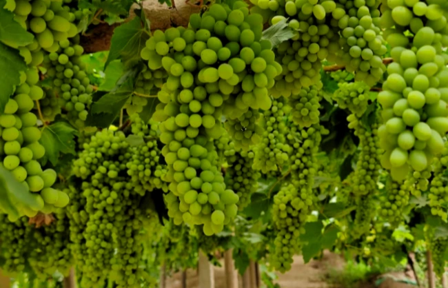 grape valley | China Xian Tour: Private & Tailor-Made China Tours Turpan Grape Valley in Xinjiang