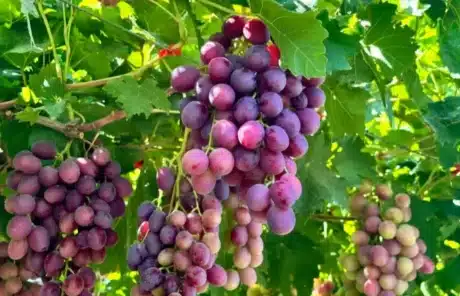 grapes from xinjiang - China Xian Tour: Private & Tailor-Made China Tours Grapes from Xinjiang