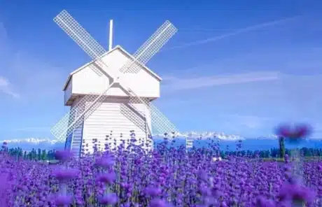 lavender fields in Ili - China Xian Tour: Private & Tailor-Made China Tours Lavender fields in Ili