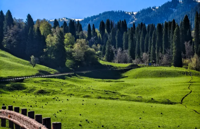 nalati-grassland | China Xian Tour: Private & Tailor-Made China Tours Nalati Grassland scenery in May Xinjiang