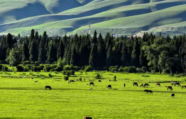 naraty-grassland | China Xian Tour: Private & Tailor-Made China Tours Naraty Grassland in June Xinjiang