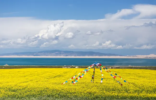qinghai-lake-flower