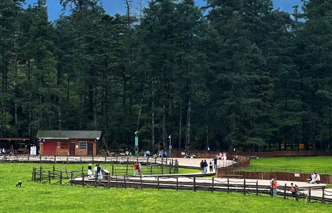 spruce-meadow | China Xian Tour: Private & Tailor-Made China Tours Jade Dragon Snow Mountain Spruce Meadow