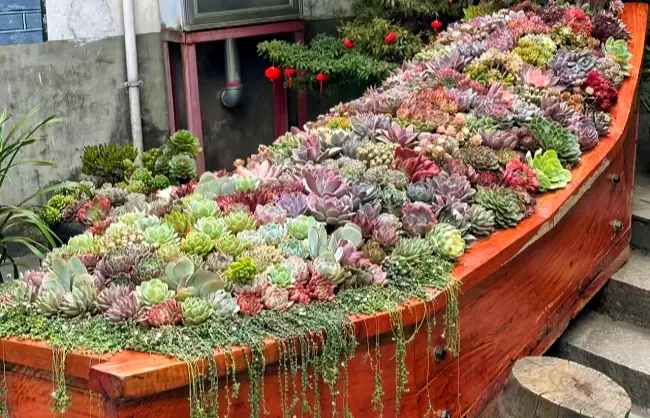 succulent plants in jizhao nunnery | China Xian Tour: Private & Tailor-Made China Tours Succulent Plants in Jizhao Nunnery, Cangshan Mountain, Dali, Yunnan