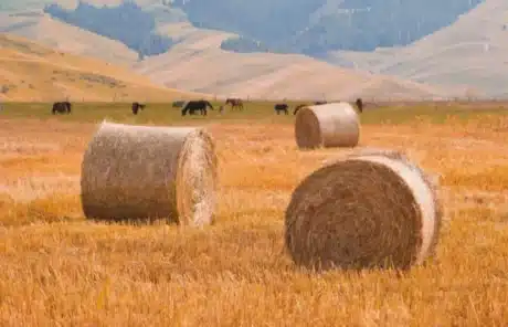 the grasslands of yili xinjiang - China Xian Tour: Private & Tailor-Made China Tours The grasslands of Yili, Xinjiang