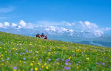 the sea of flowers in xinjiang - China Xian Tour: Private & Tailor-Made China Tours The sea of flowers in Xinjiang