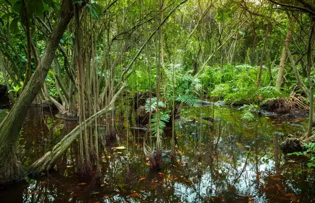 tropical-rainforest - China Xian Tour: Private & Tailor-Made China Tours tropical-rainforest Wild Elephant Valley