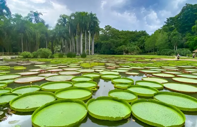 victoria-water-lily Xishuangbanna Tropical Botanical Garden