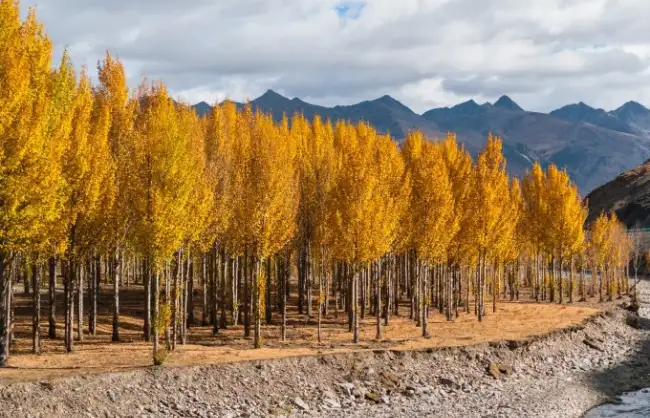 Daocheng Golden Poplar Forest - China Xian Tour: Private & Tailor-Made China Tours Daocheng Golden Poplar Forest