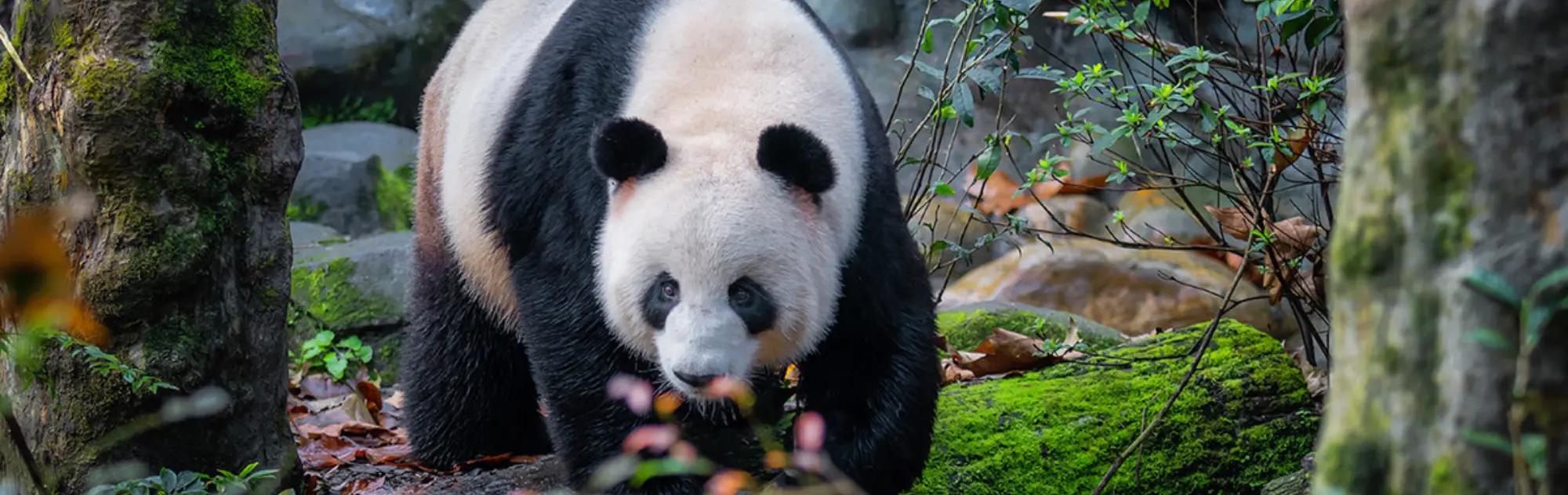Dujiangyan Panda Valley head