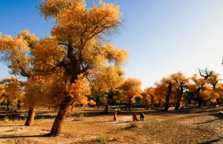Ejina Populus Euphratica Forest - China Xian Tour: Private & Tailor-Made China Tours Ejin Banner Ejina Populus Euphratica Forest