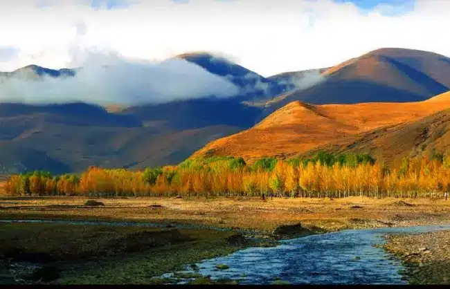 Golden Poplar Forest Daocheng - China Xian Tour: Private & Tailor-Made China Tours Golden Poplar Forest Daocheng