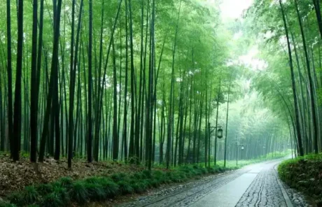 2 Days Hangzhou Tour: Tea Plantation, Bamboo Forest…