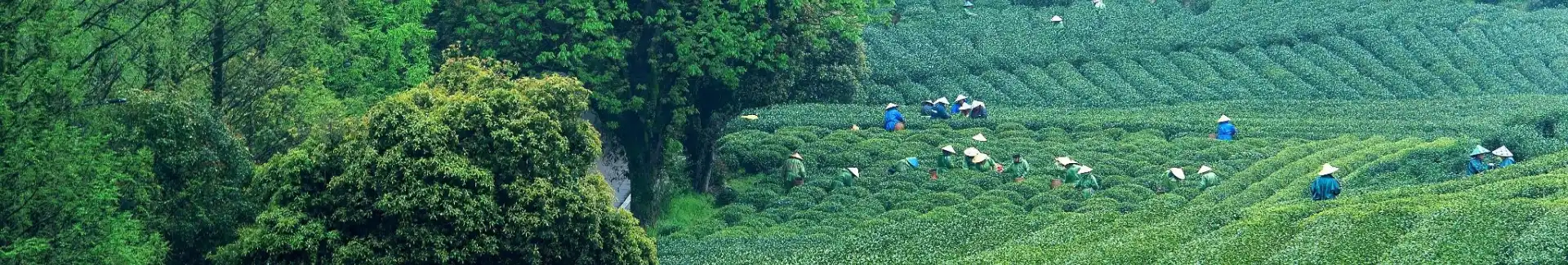 Hangzhou Tea Plantation Head