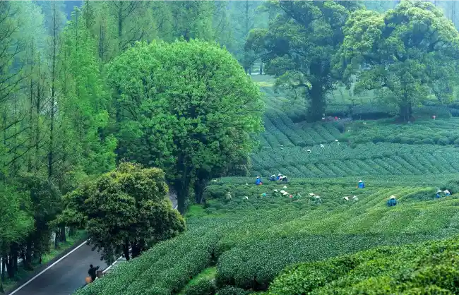 Hangzhou Tea Plantation