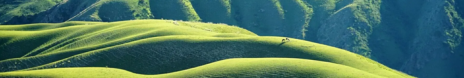 Kalajun Grassland head