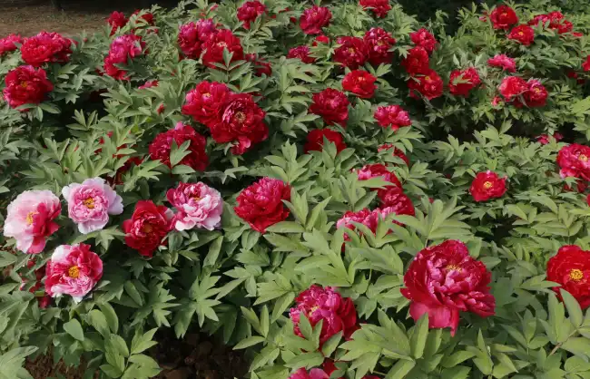 Luoyang National Peony Garden - China Xian Tour: Private & Tailor-Made China Tours Luoyang National Peony Garden