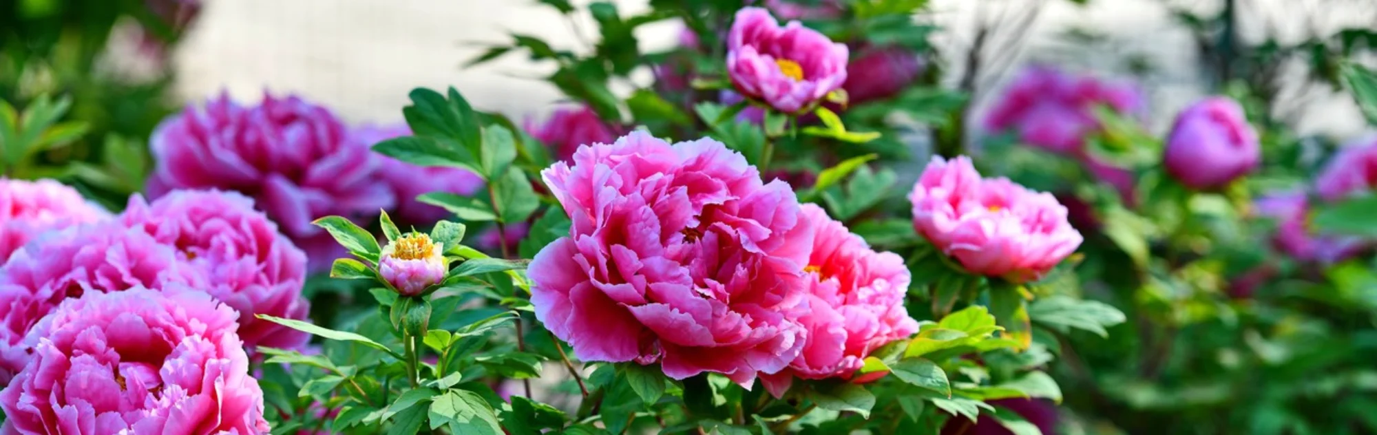 Luoyang National Peony Garden head