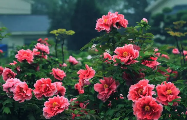 Luoyang National Peony Garden