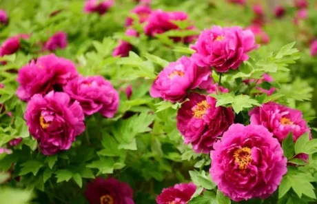 Luoyang Peony Garden
