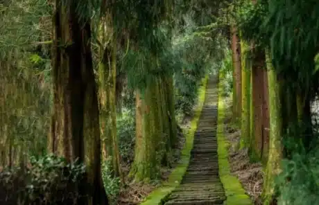 Mengding Mountain Celestial Ladder - China Xian Tour: Private & Tailor-Made China Tours Mengding Mountain Celestial Ladder