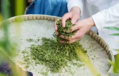 Mengding Mountain tea leaves - China Xian Tour: Private & Tailor-Made China Tours Mengding Mountain tea leaves